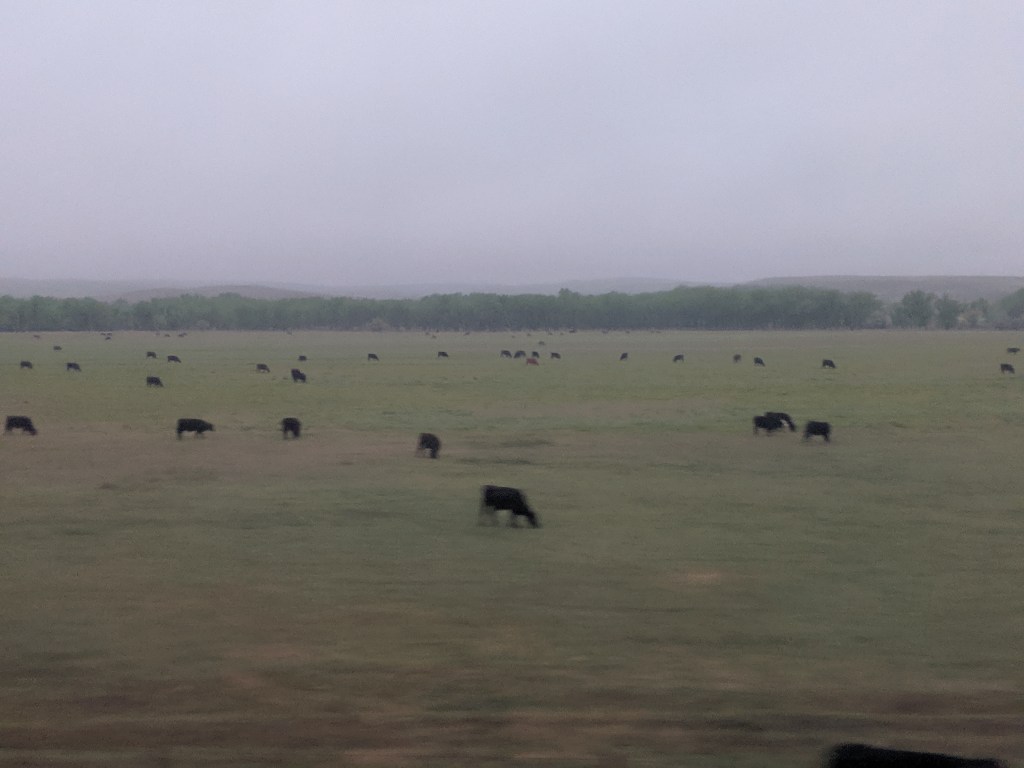nebraska-cows